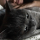Illustration for article titled Open Channel: Show Us Your Pets, Nerds
